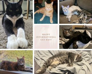 Today is the perfect day to show off our cats!

Happy International Cat Day! 🐱 

#lifeatoutlook #catday2022 #internationalcatday