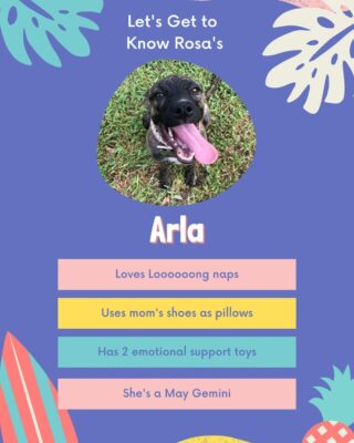 Happy International Dog Day! 

Meet this month's Pet of the Month, Arla! 

#lifeatoutlook #internationaldogday #dog #rescuepup