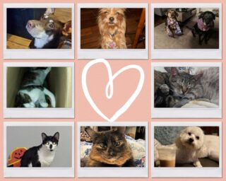 Happy National Pet Day to all fur and scaly co-workers! 🐶 🐱 🐍 

#lifeatoutlook #NationalPetDay #pets